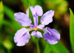 鸢尾花图片大全
