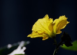 黄色丝瓜花图片