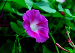 牵牛花图片大全