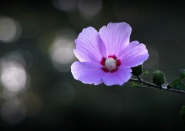 逆光下的木槿花图片