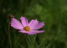 格桑花图片大全