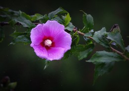 雨后木槿花图片