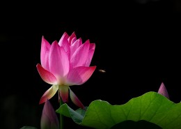 娇艳的荷花图片莲花图片