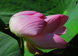 风雨后的荷花图片