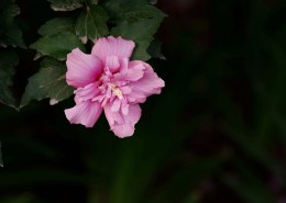 粉色木槿花图片