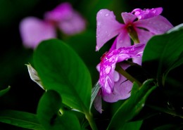 四季海棠花卉图片