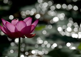 光影荷花图片大全