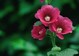 蜀葵花图片