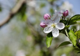 苹果花图片