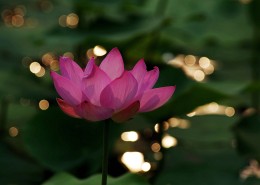 星光下的荷花图片