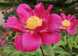 芍药花图片大全