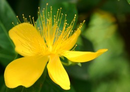 金丝桃图片大全