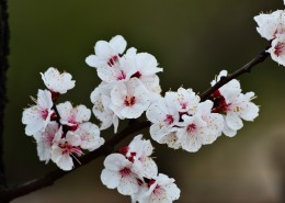 杏花图片