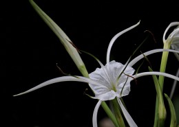 白色蜘蛛兰图片