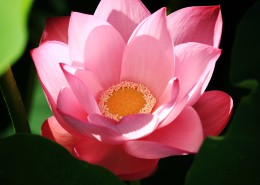 绿叶中的荷花图片