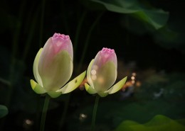 莲花图片 荷花图片