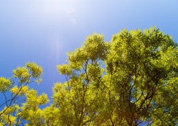 树枝上的绿叶图片