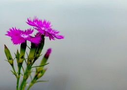 石竹花图片大全