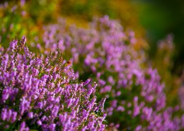 石楠花图片大全