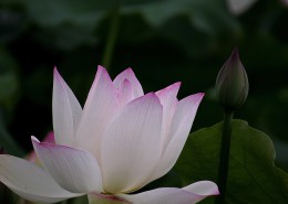 柔美的荷花图片