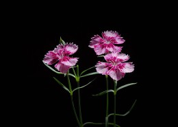 石竹花图片大全