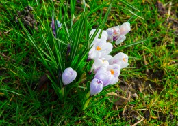 藏红花图片大全