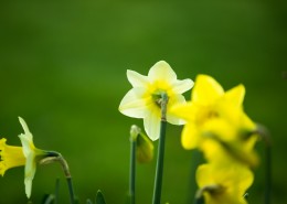 水仙花图片大全