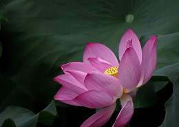 妩媚的粉色荷花图片