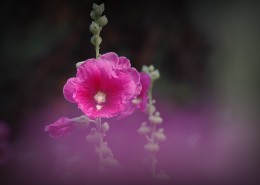 多彩蜀葵花图片