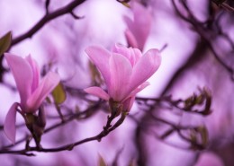 粉色玉兰花图片