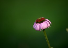 松果菊图片大全