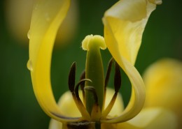 郁金香图片大全