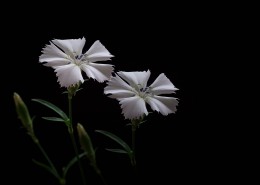 白色石竹花图片