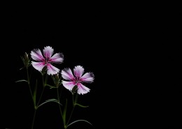 石竹花图片大全