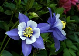 耧斗菜图片大全