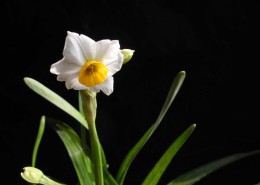 水仙花图片大全