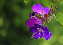巴西野牡丹图片