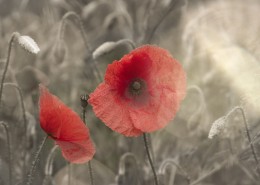 唯美的罂粟花图片大全