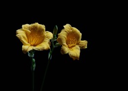 金娃娃萱草图片