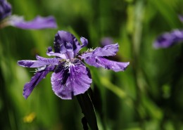 紫色鸢尾花图片