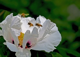 牡丹花图片大全