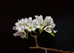 洁白的梨花图片