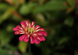 百日草花卉图片