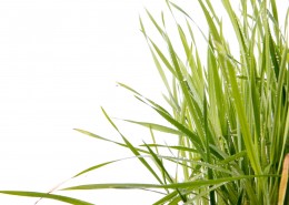 绿色的草图片大全