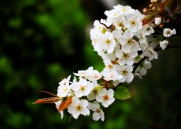 盛开的梨花图片