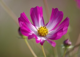 路边的格桑花图片大全