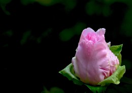 含苞欲放牡丹图片