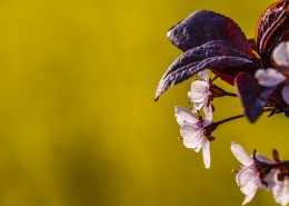 李花(玉梅)图片