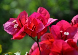 三角梅图片大全