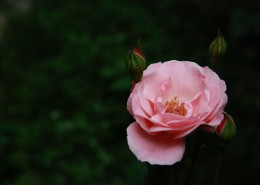 粉色月季花图片